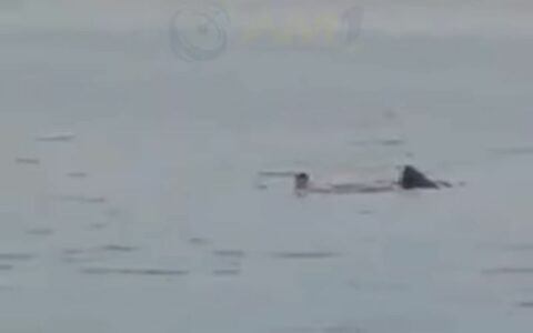 Vídeo: russo morre ao ser atacado por tubarão-tigre no Egito