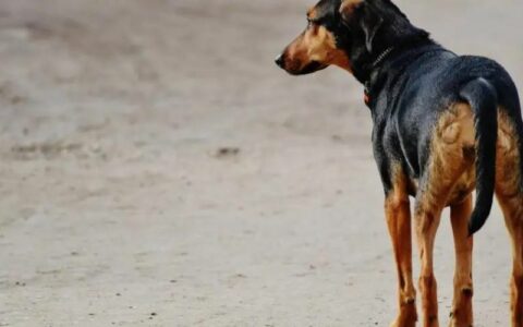 Em Manaus, lei que obriga motoristas a socorrerem animais é sancionada