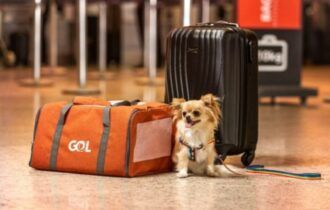 Cães e gatos em aeroportos (Foto DivulgaçãoGol Linhas Aereas)