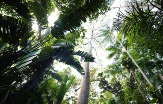 Evento de Bioeconomia busca produção sustentável na Amazônia