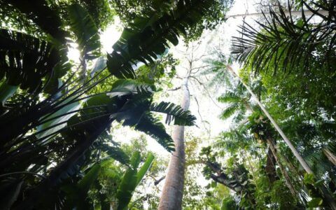 Evento de Bioeconomia busca produção sustentável na Amazônia