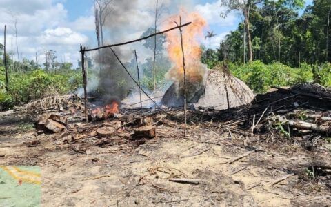 Ipaam destrói 18 fornos ilegais de fabricação de carvão na AM-010