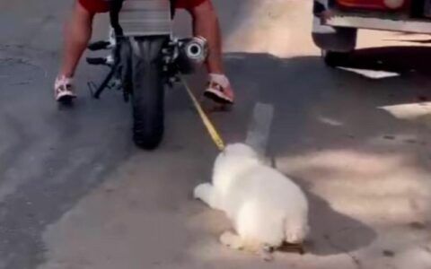 homem arrasta cachorro