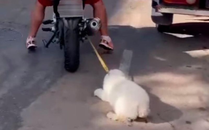 homem arrasta cachorro