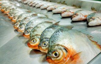 Peixes (Foto: Arquivo da coordenadora da pesquisa, Carolina Gomes Sarmento)