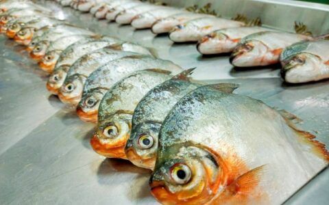 Peixes (Foto: Arquivo da coordenadora da pesquisa, Carolina Gomes Sarmento)