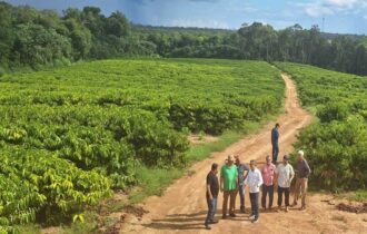 Suframa quer iniciar produção de café em Rio Preto da Eva até 2024