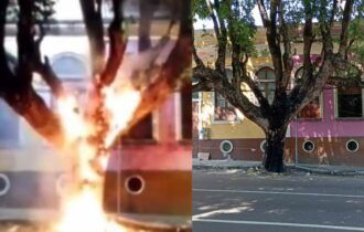 Autora de incêndio em árvore diz à polícia que 'foi sem querer'