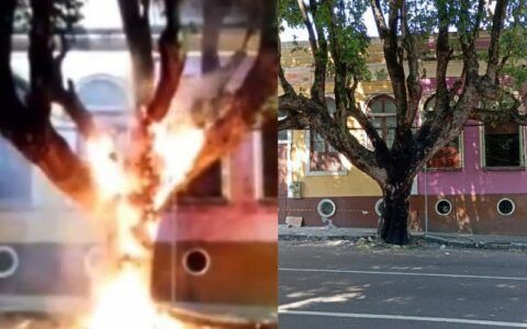 Autora de incêndio em árvore diz à polícia que 'foi sem querer'