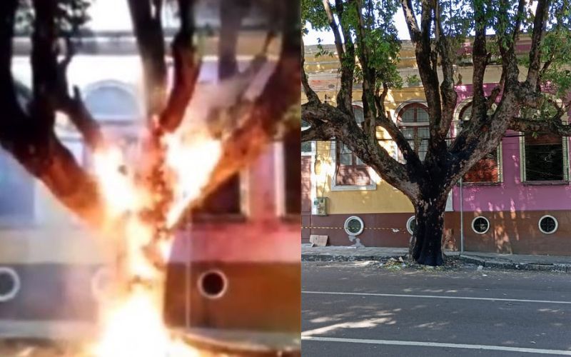 Autora de incêndio em árvore diz à polícia que ‘foi sem querer’