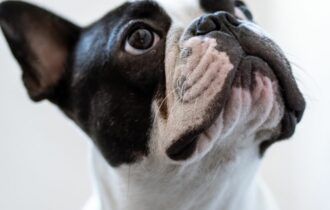 Empresa de ônibus indeniza tutora por morte de bulldog francês