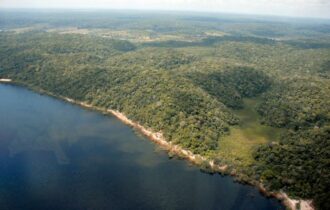 Desmatamento no Amazonas tem queda de 55% no primeiro semestre de 2023