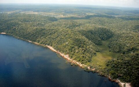 Desmatamento no Amazonas tem queda de 55% no primeiro semestre de 2023