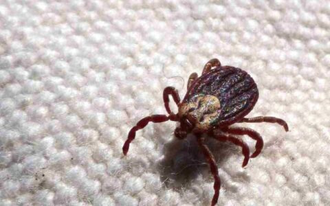 Infectologista do AM orienta sobre a febre maculosa