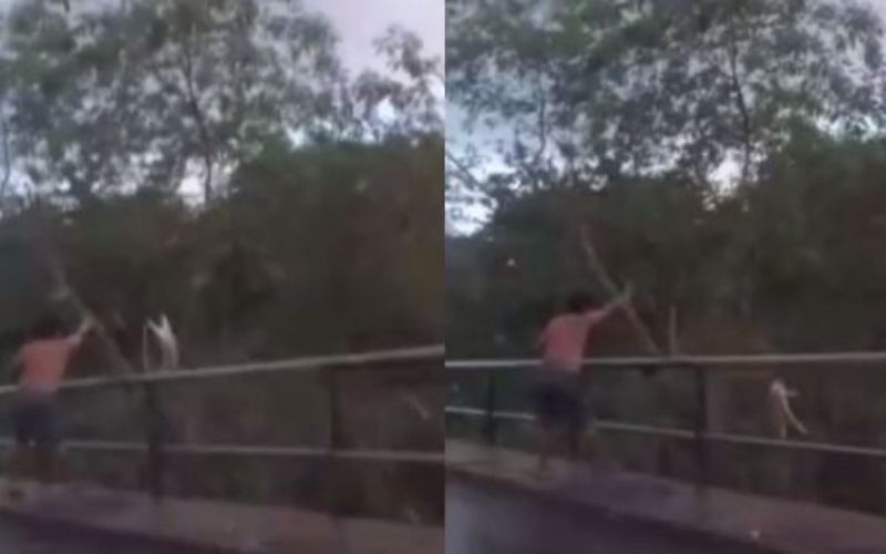 Vídeo mostra homem jogando gato de cima de ponte em Manaus