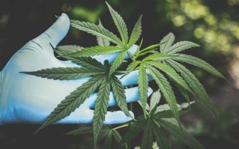 Anvisa proíbe importação de cannabis in natura e partes da planta