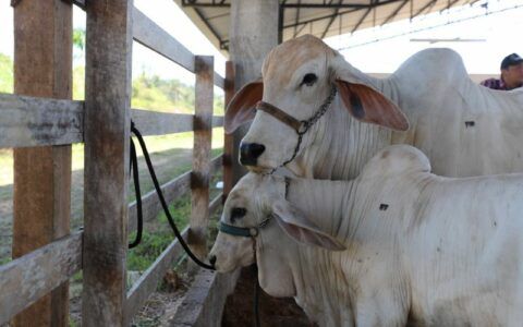 Prazo para vacinar animais contra febre aftosa encerra dia 30