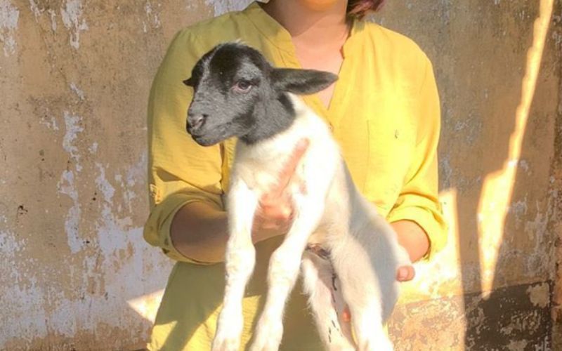 Filhote de ovelha rara é furtado em Manaus e dono oferece recompensa