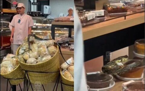 Vídeo: cobra passeia livremente no meio de pães e bolos de uma padaria