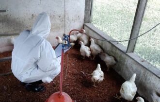 Governo alerta para risco de gripe aviária em humanos