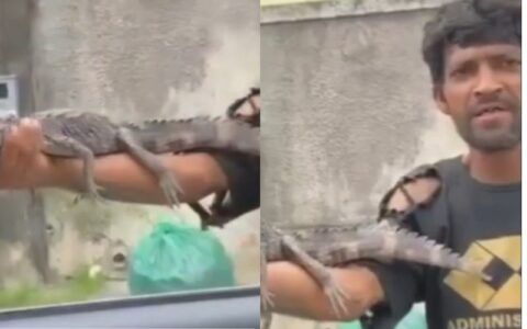 Homem vende filhote de jacaré por R$ 20 em Manaus