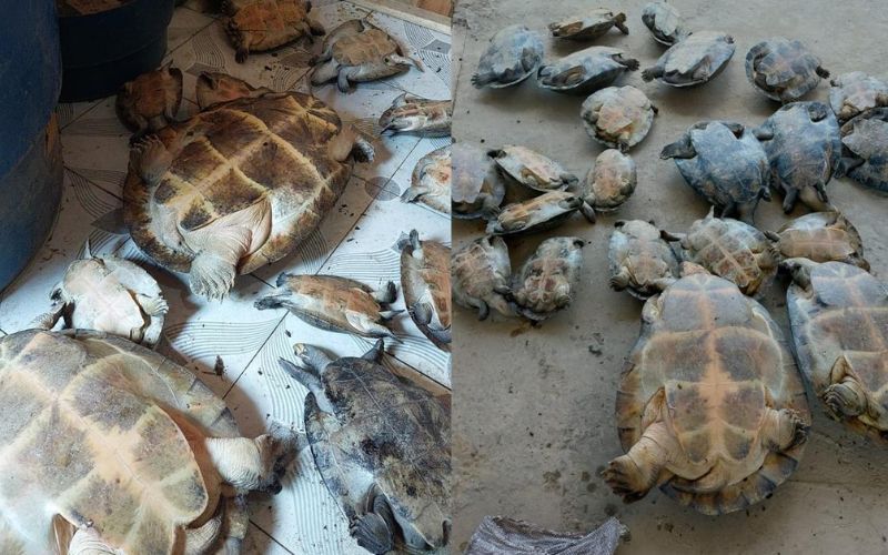 Dupla é indiciada por comercializar tracajás e tartarugas em Beruri