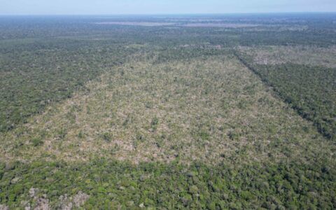 Desmatamento na Amazônia Legal sobe 18% entre agosto e março