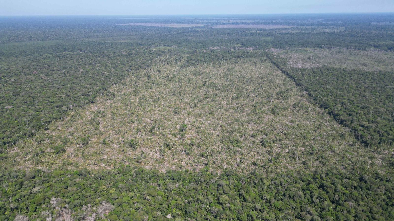 Desmatamento no Amazonas cai 81,2% em julho
