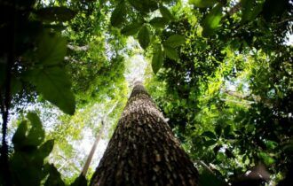 Festivais Dia da Amazônia alertam para defesa dos biomas brasileiros