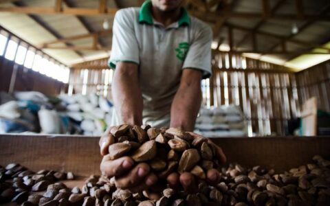 Tecnologia é caminho para sistemas alimentares amazônicos