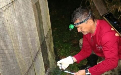 Ação da FVS realiza controle de 'morcegos vampiros'