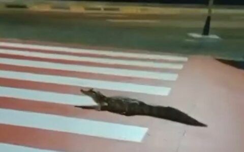Clientes flagram jacaré em frente de um shopping em Manaus