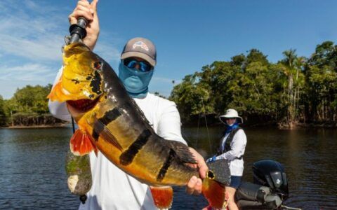 Temporada de pesca esportiva promete movimentar R$ 500 milhões no AM