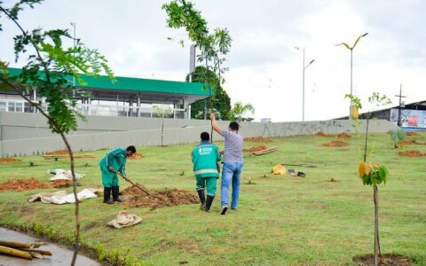 Dia da Árvore: no coração da Amazônia, Manaus é a 2ª menos arborizada do país