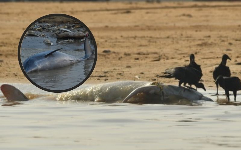 Devido à seca, mais de 100 golfinhos morrem no Lago de Tefé