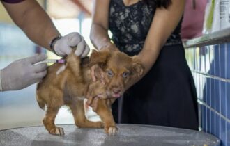 3ª edição da Câmara Cidadã oferece consulta veterinária em Manaus