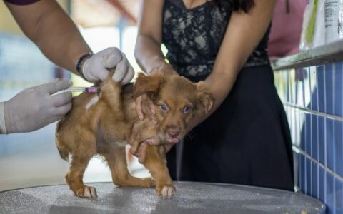 3ª edição da Câmara Cidadã oferece consulta veterinária em Manaus