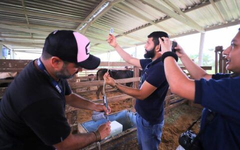 Adaf alerta pecuaristas sobre vacinação contra febre aftosa