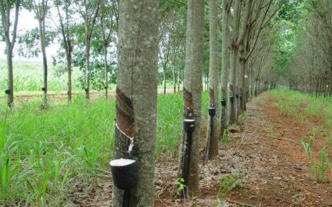 ADS destaca ações que incentivam preservação ambiental no AM