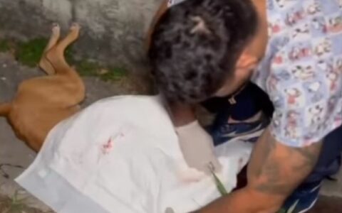 Amom e Joana querem informações sobre PMs que mataram cão a tiros em Manaus