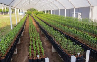 Prefeitura entrega mais de 14 mil mudas de plantas a produtores rurais de Manaus
