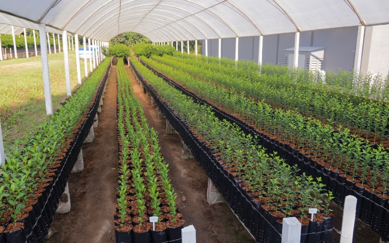 Prefeitura entrega mais de 14 mil mudas de plantas a produtores rurais de Manaus