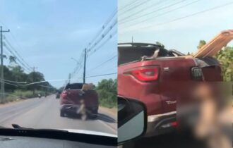 Vídeo: cachorra é enforcada e arrastada pela rodovia AM-070 em Itacoatiara