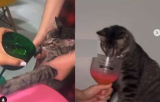 Advogada pode ser exonerada de cargo público por oferecer vodka a gato