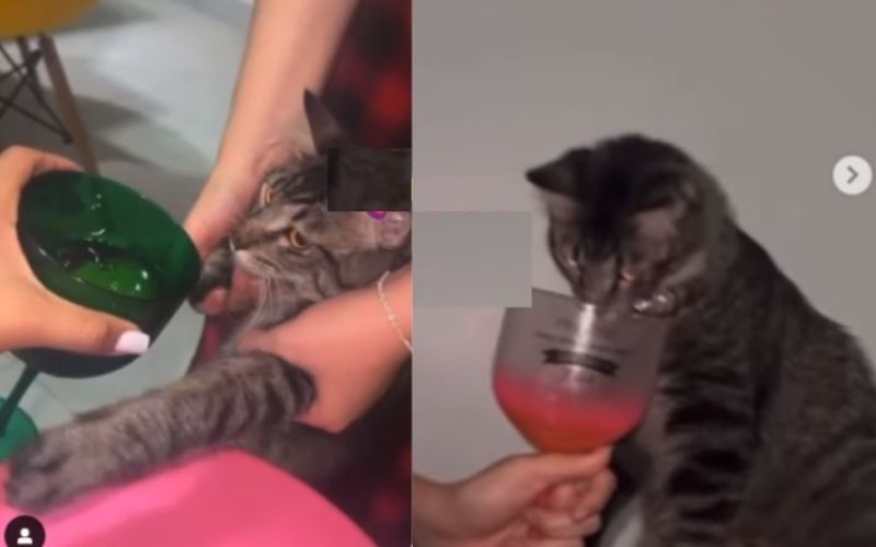 Advogada pode ser exonerada de cargo público por oferecer vodka a gato