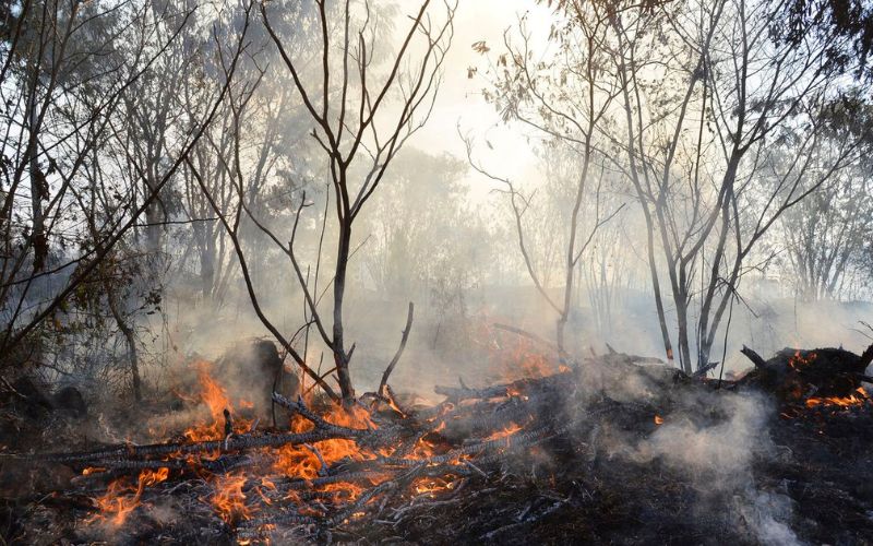 Amazonas decreta emergência ambiental após índices de queimadas no interior