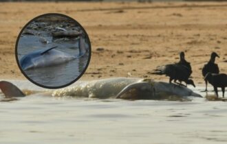 Devido à seca, mais de 100 golfinhos morrem no Lago de Tefé