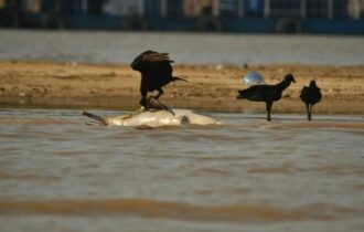 População deve evitar contato com as águas do Lago Tefé