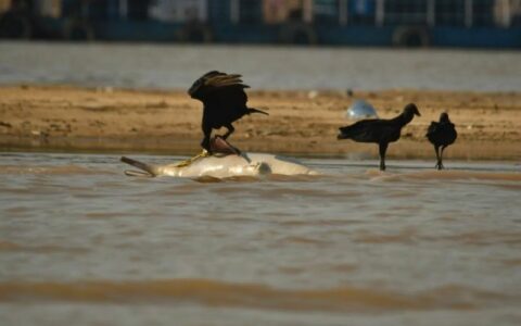 População deve evitar contato com as águas do Lago Tefé