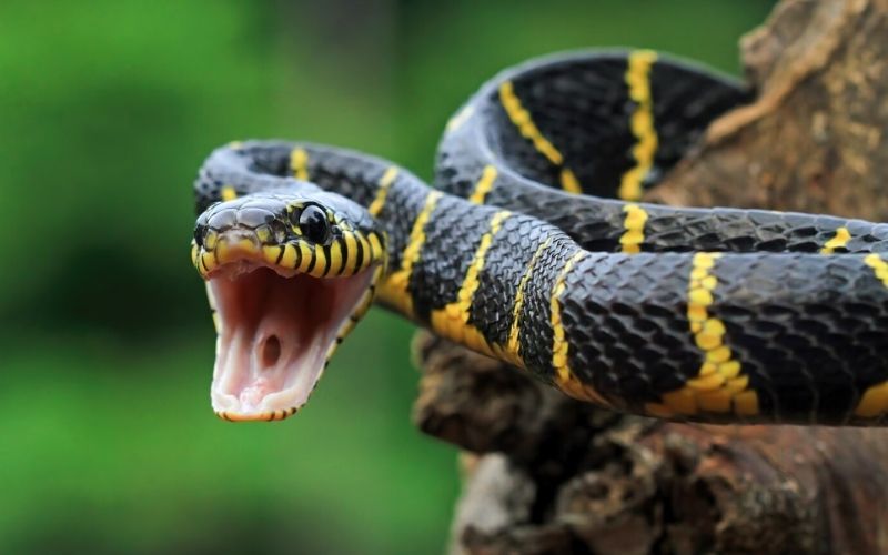 Pesquisadores do Inpa registram vocalização de cobra em Presidente Figueiredo